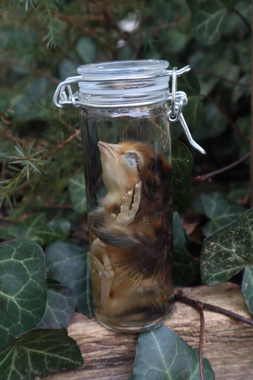 Wet Specimen Chick