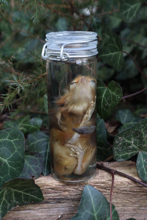 Wet Specimen Chick