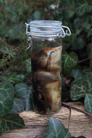 Wet Specimen Chick