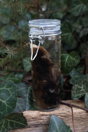 Wet Specimen Chick