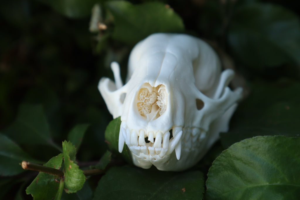 Raccoon Skull