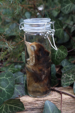 Wet Specimen Chick