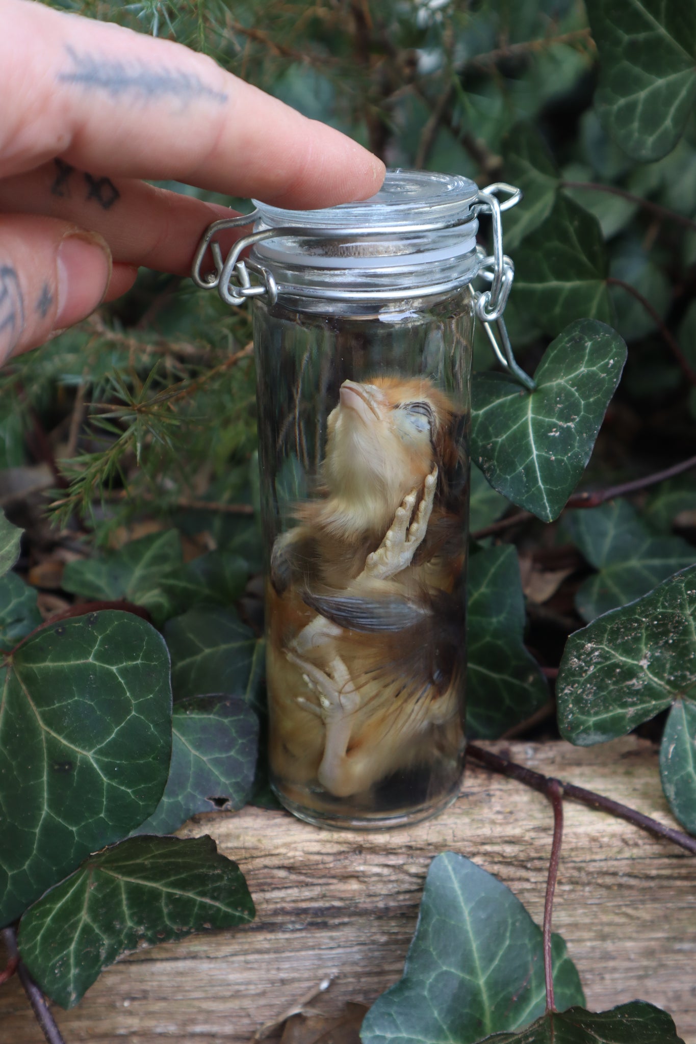 Wet Specimen Chick
