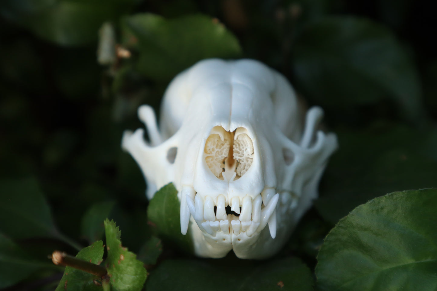 Raccoon Skull