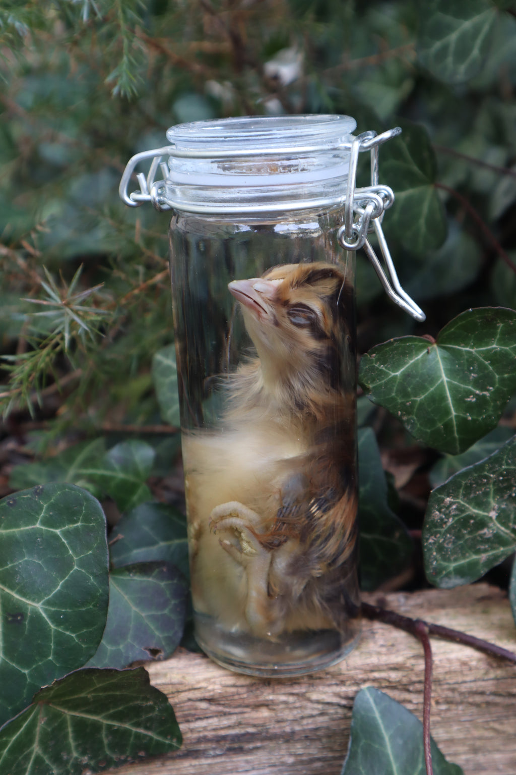 Wet Specimen Chick