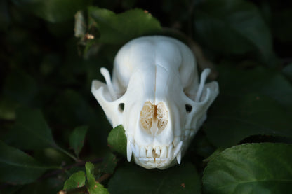 Raccoon Skull