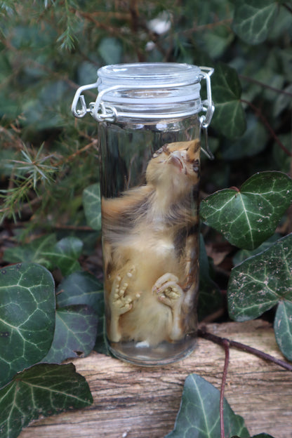 Wet Specimen Chick