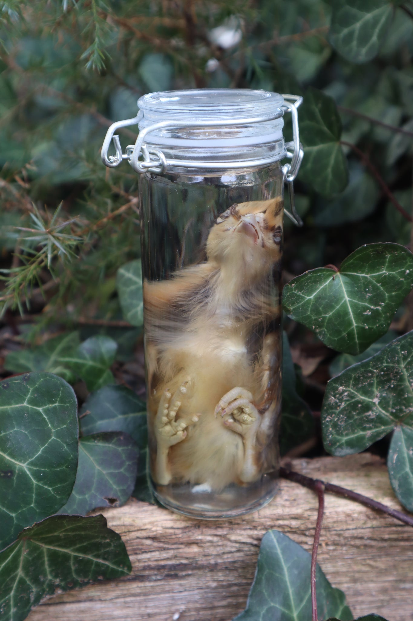 Wet Specimen Chick
