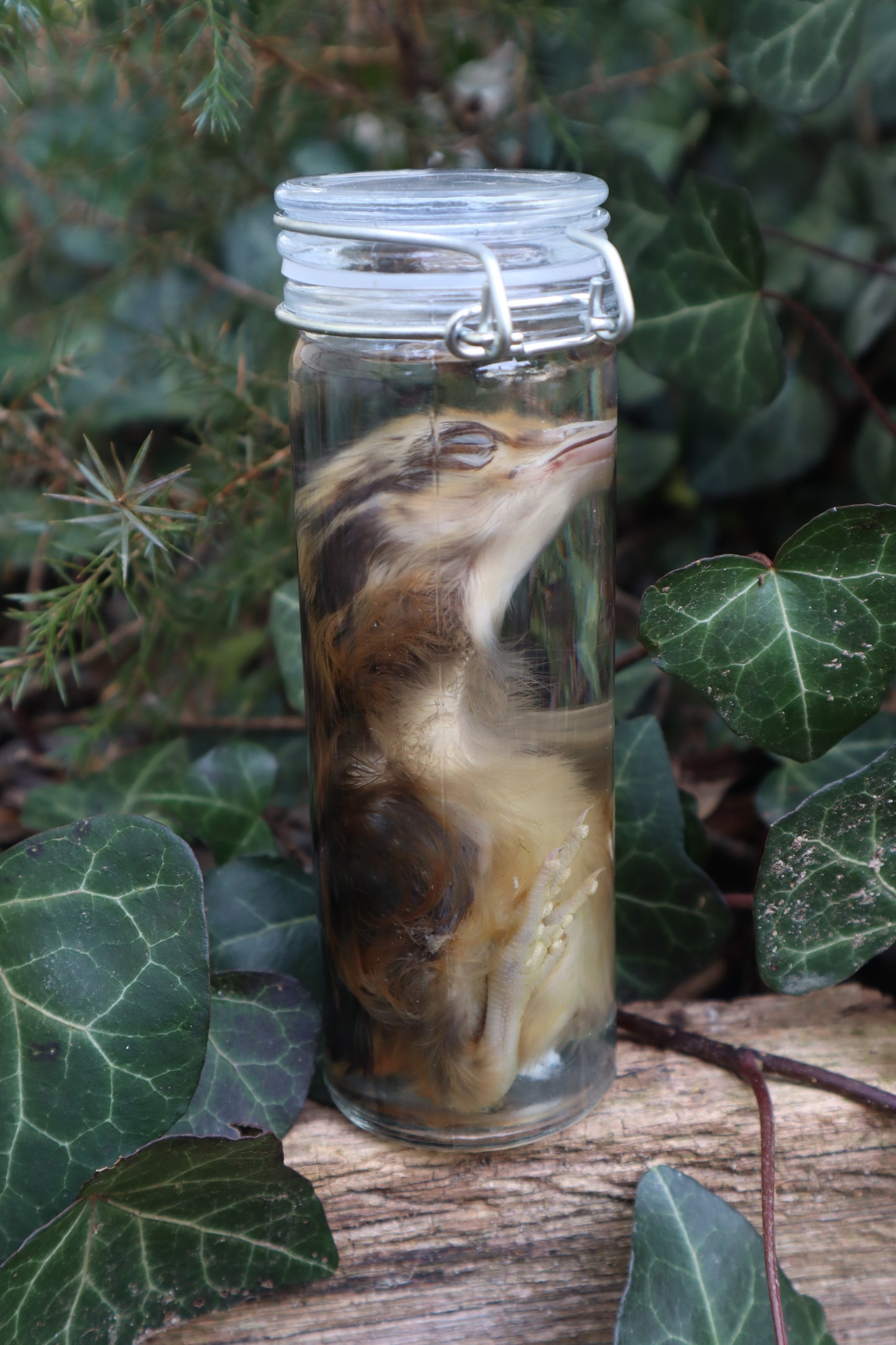 Wet Specimen Chick