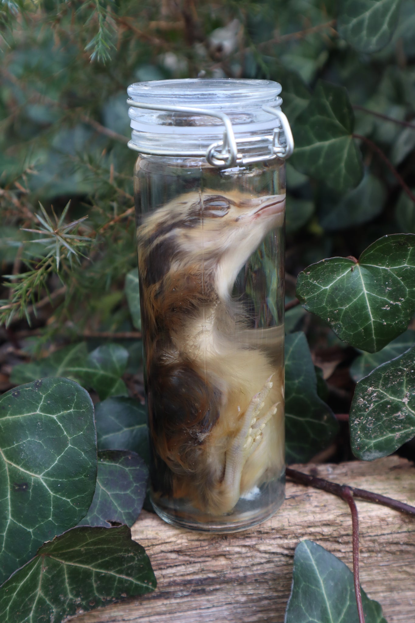 Wet Specimen Chick