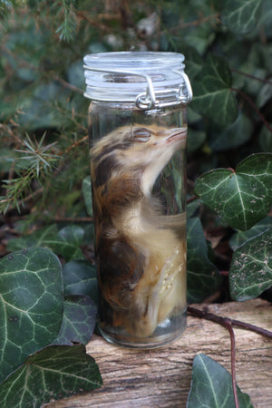 Wet Specimen Chick