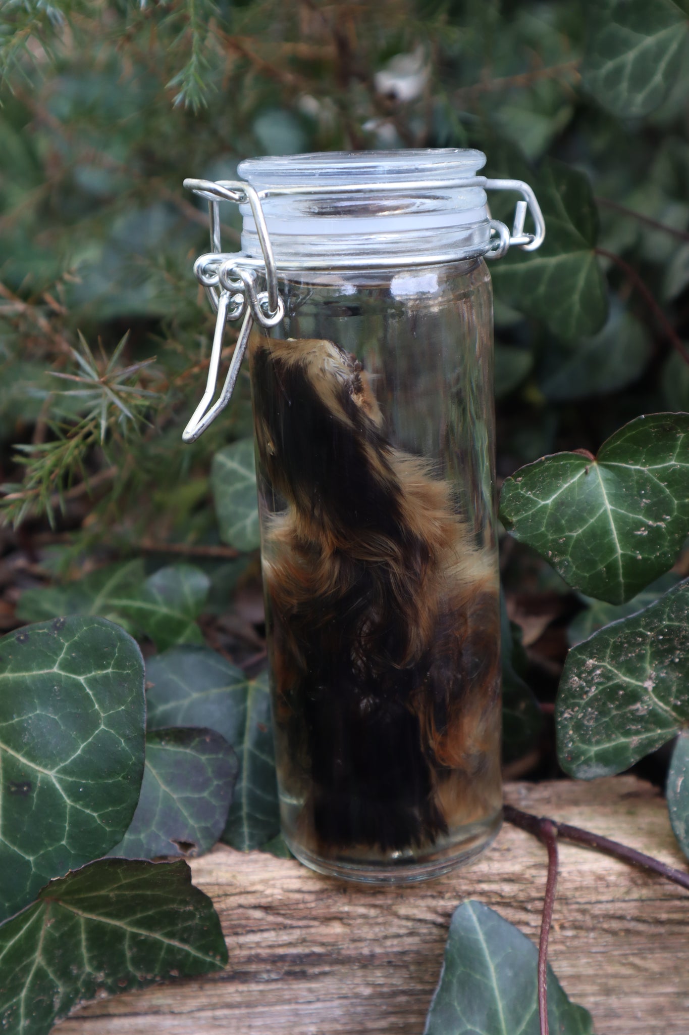 Wet Specimen Chick