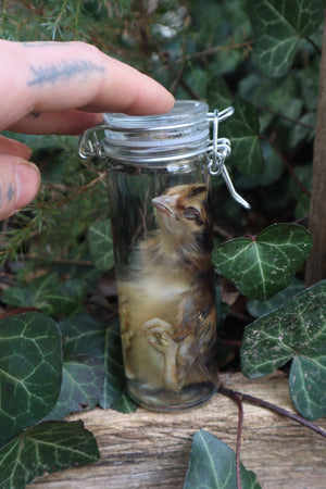 Wet Specimen Chick