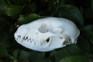 Raccoon Skull