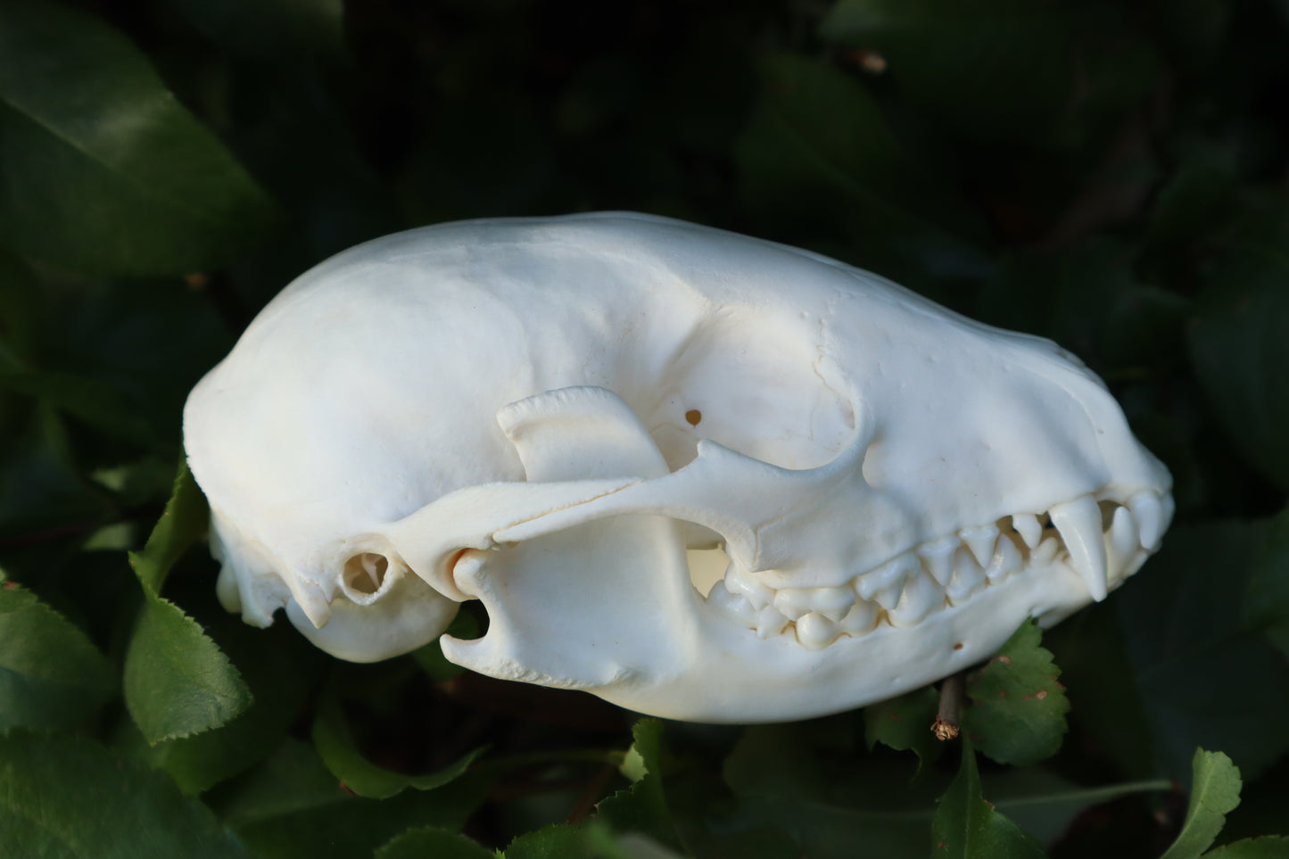 Raccoon Skull