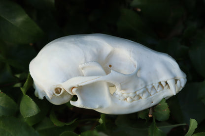 Raccoon Skull