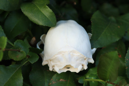 Raccoon Skull