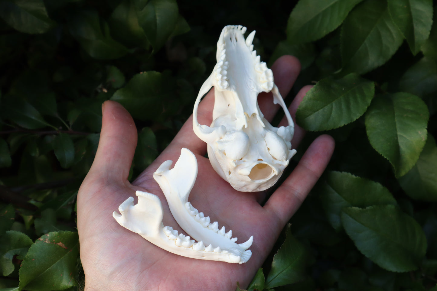 Raccoon Skull