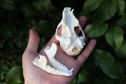 Raccoon Skull