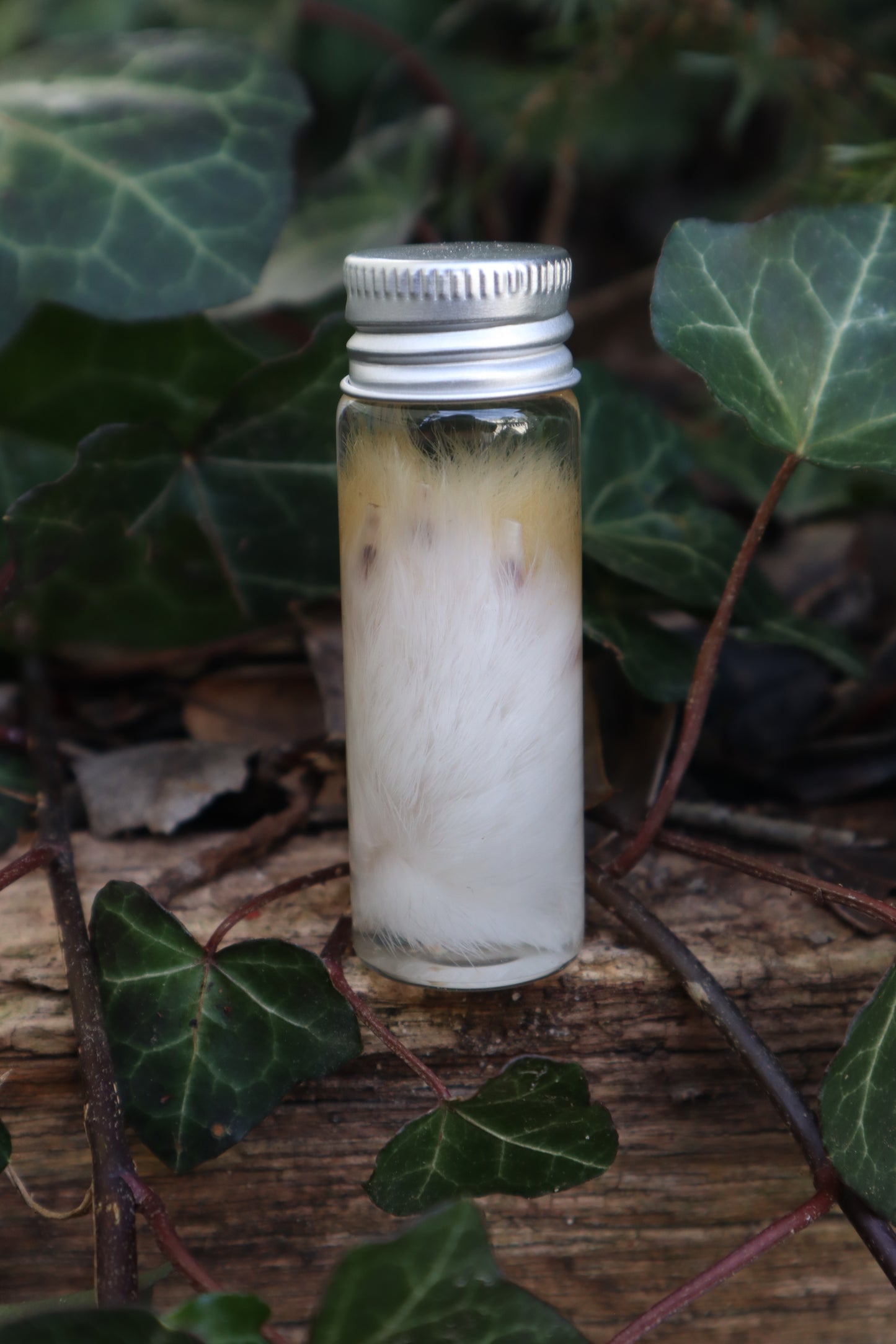 Wet Specimen Rabbit Paw