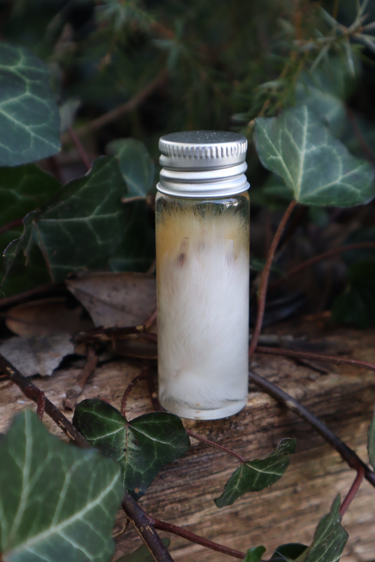 Wet Specimen Rabbit Paw