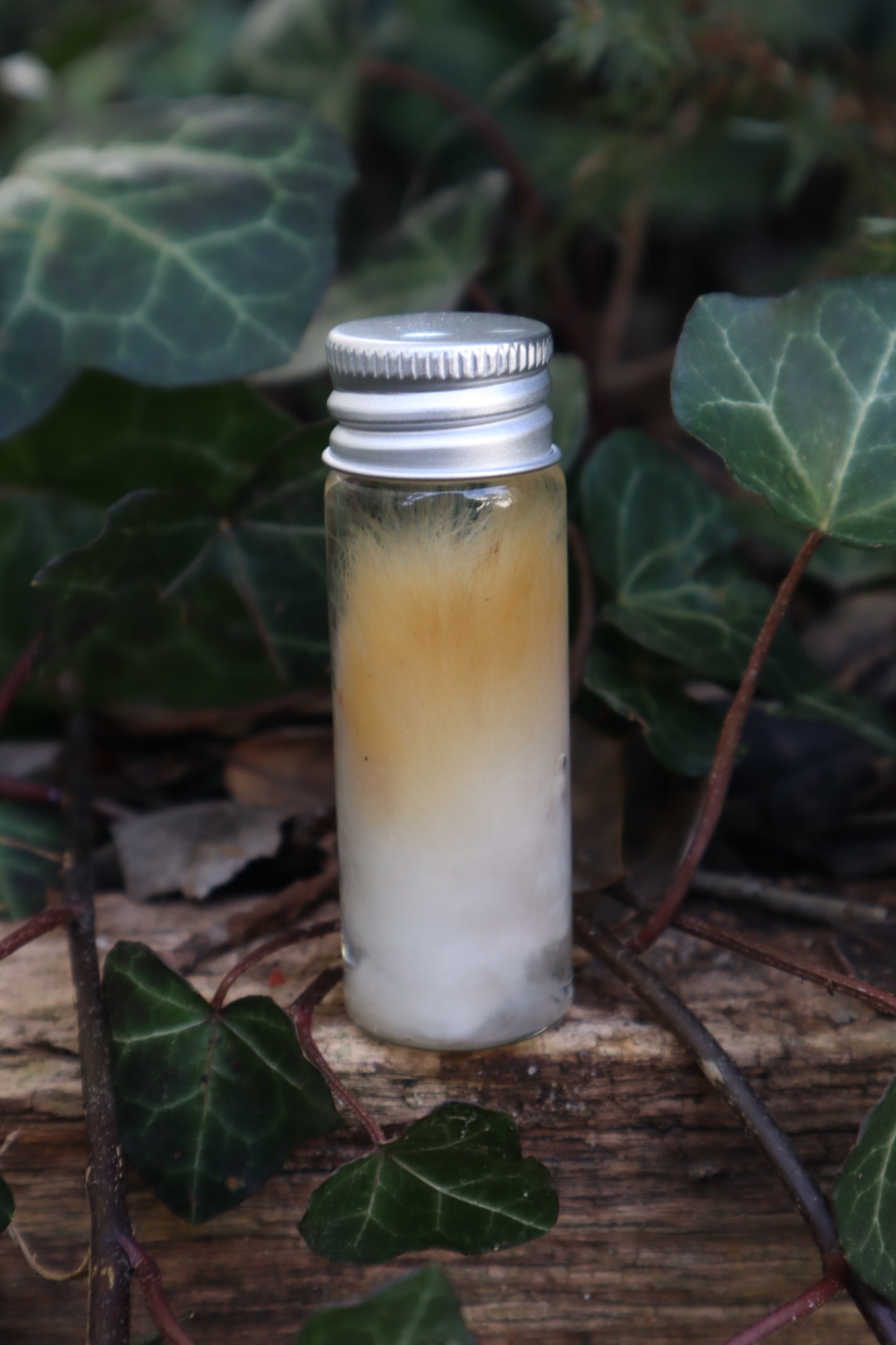 Wet Specimen Rabbit Paw