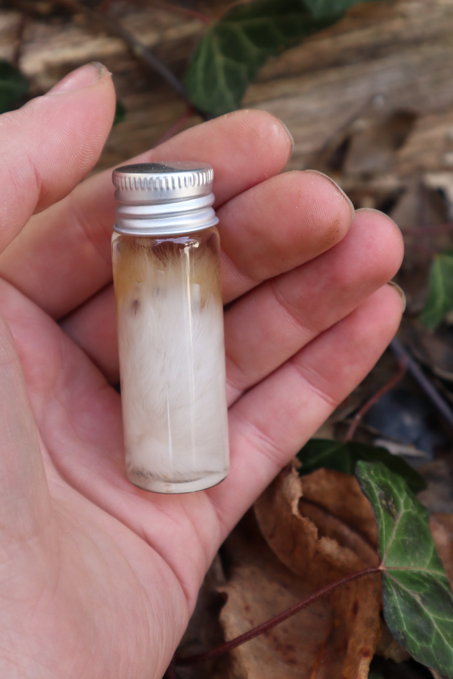 Wet Specimen Rabbit Paw