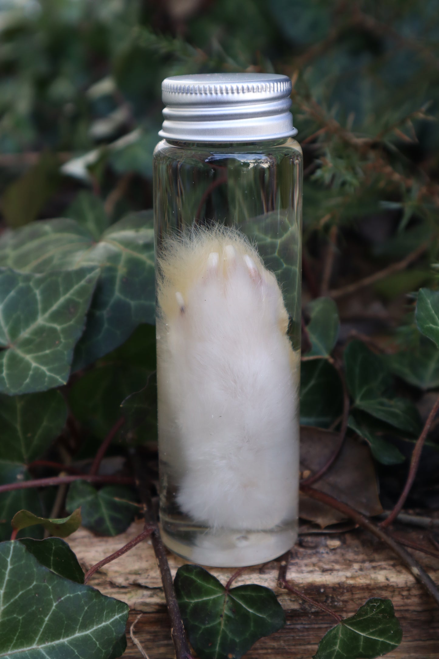 Wet Specimen Rabbit Paw