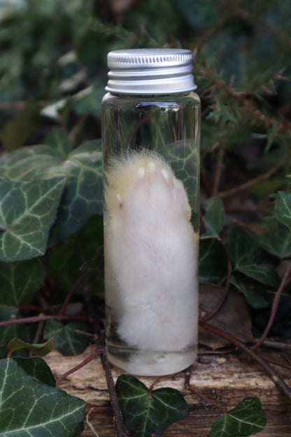Wet Specimen Rabbit Paw