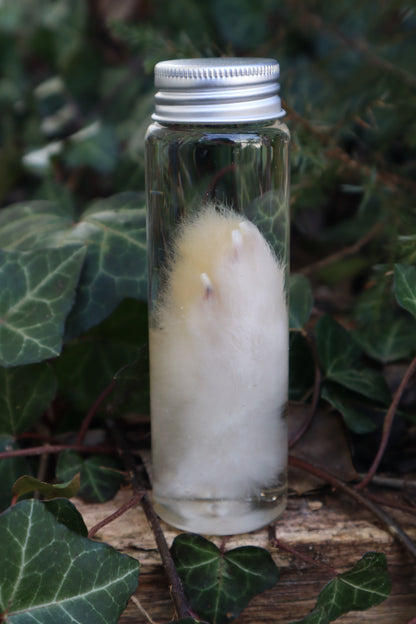 Wet Specimen Rabbit Paw