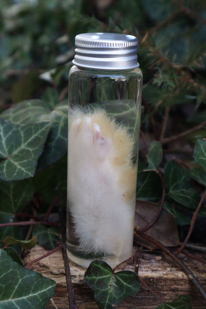 Wet Specimen Rabbit Paw