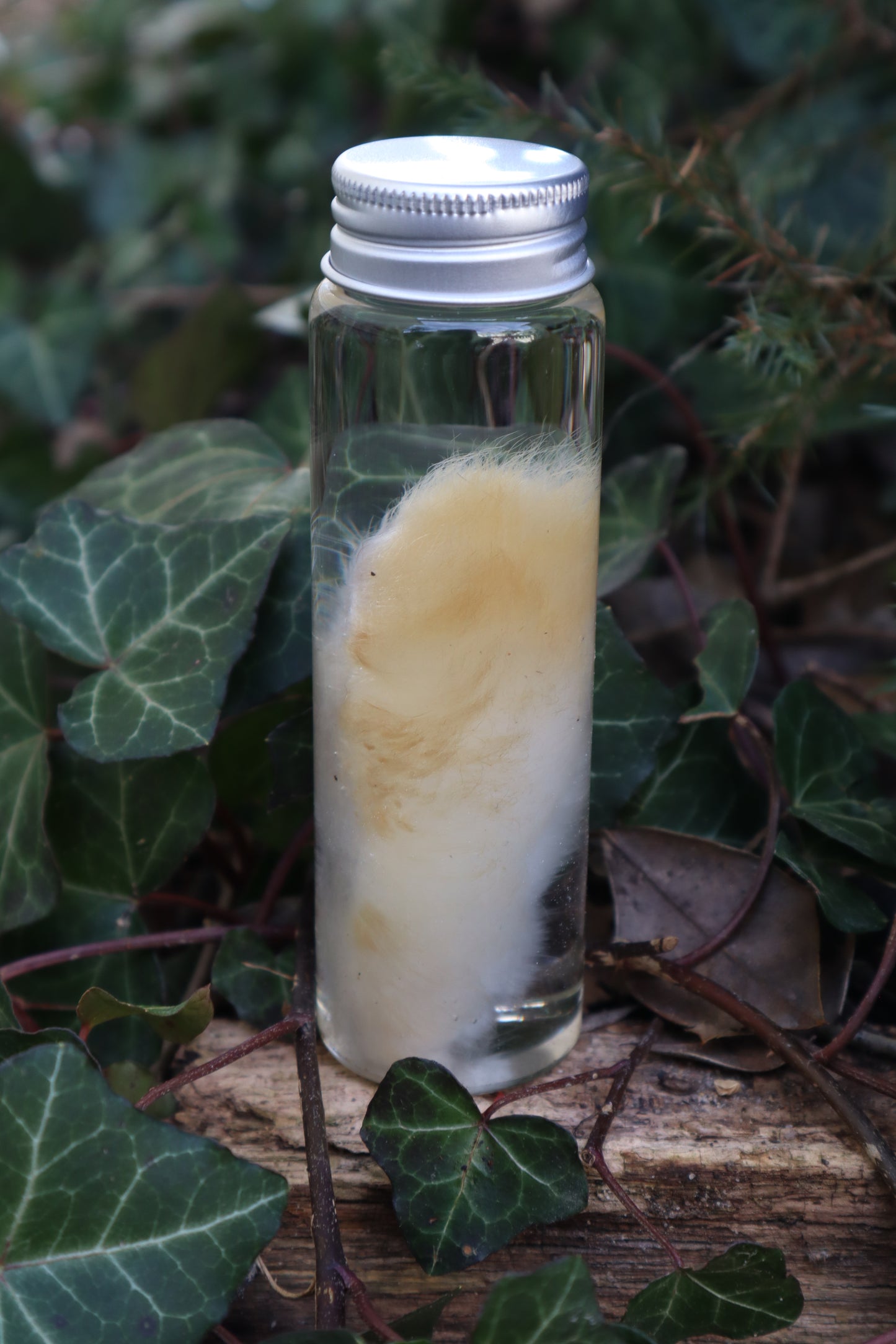 Wet Specimen Rabbit Paw