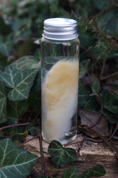 Wet Specimen Rabbit Paw