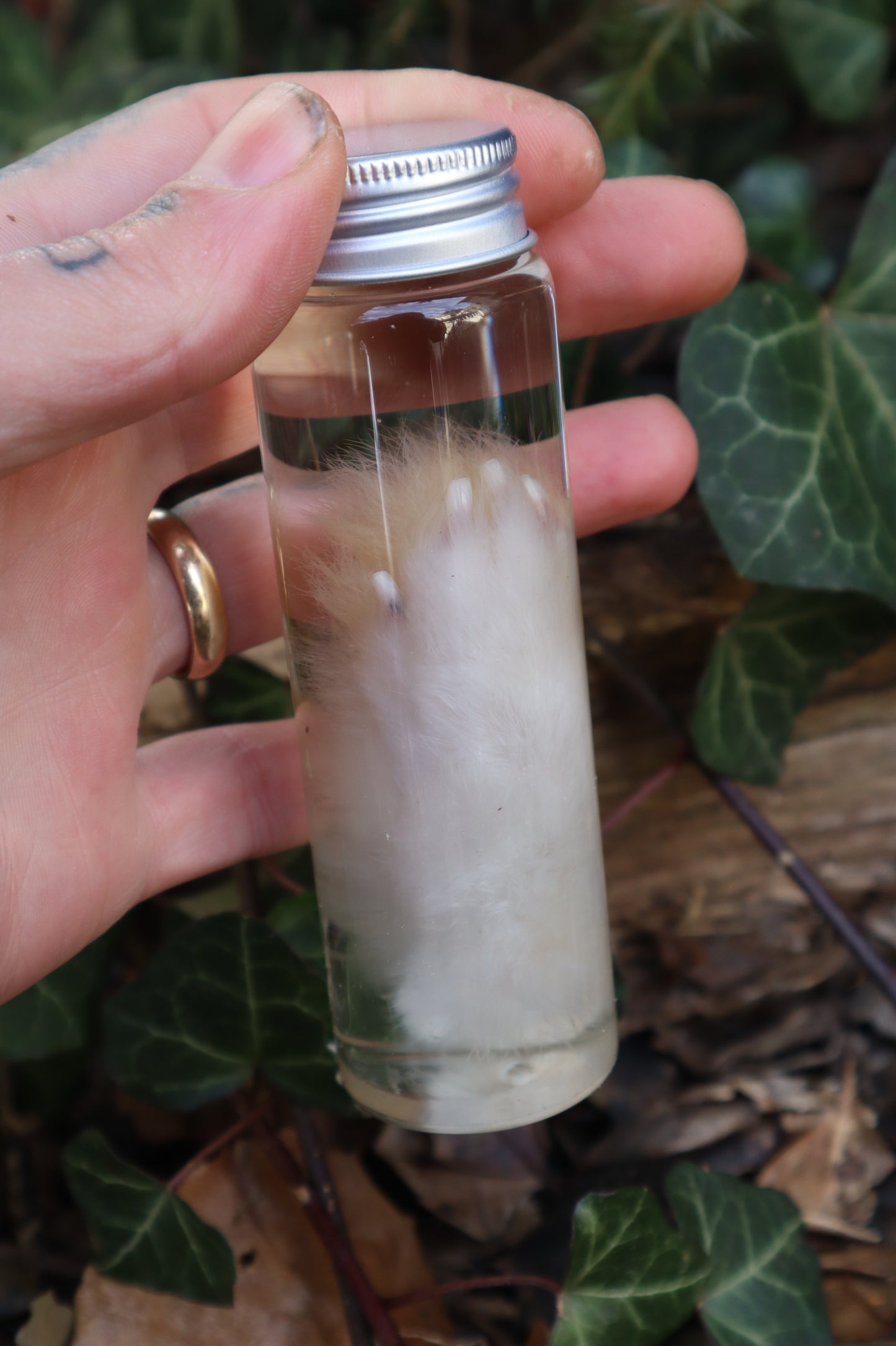 Wet Specimen Rabbit Paw