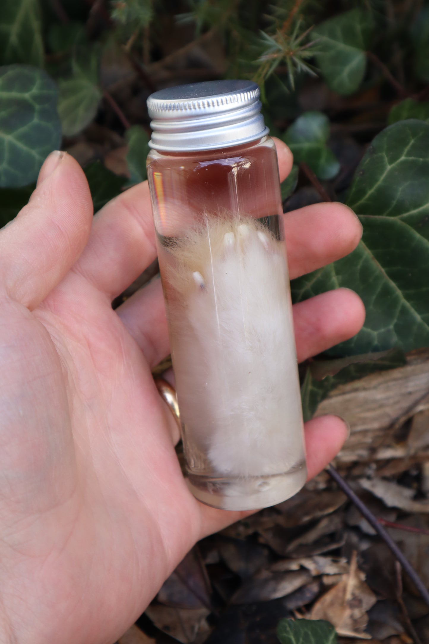 Wet Specimen Rabbit Paw