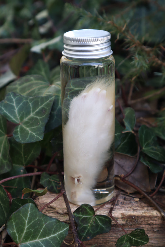Wet Specimen Rabbit Paw