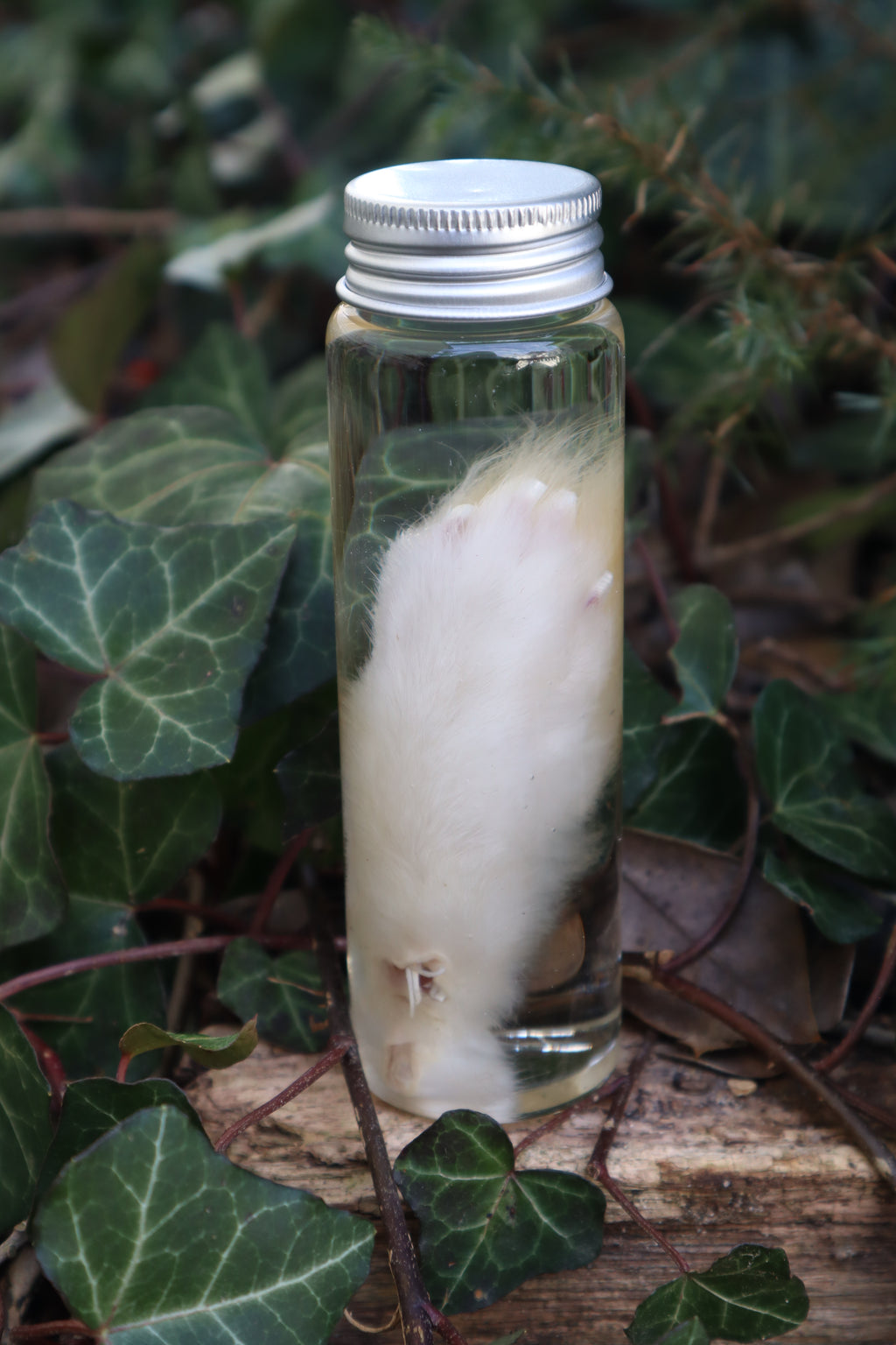 Wet Specimen Rabbit Paw