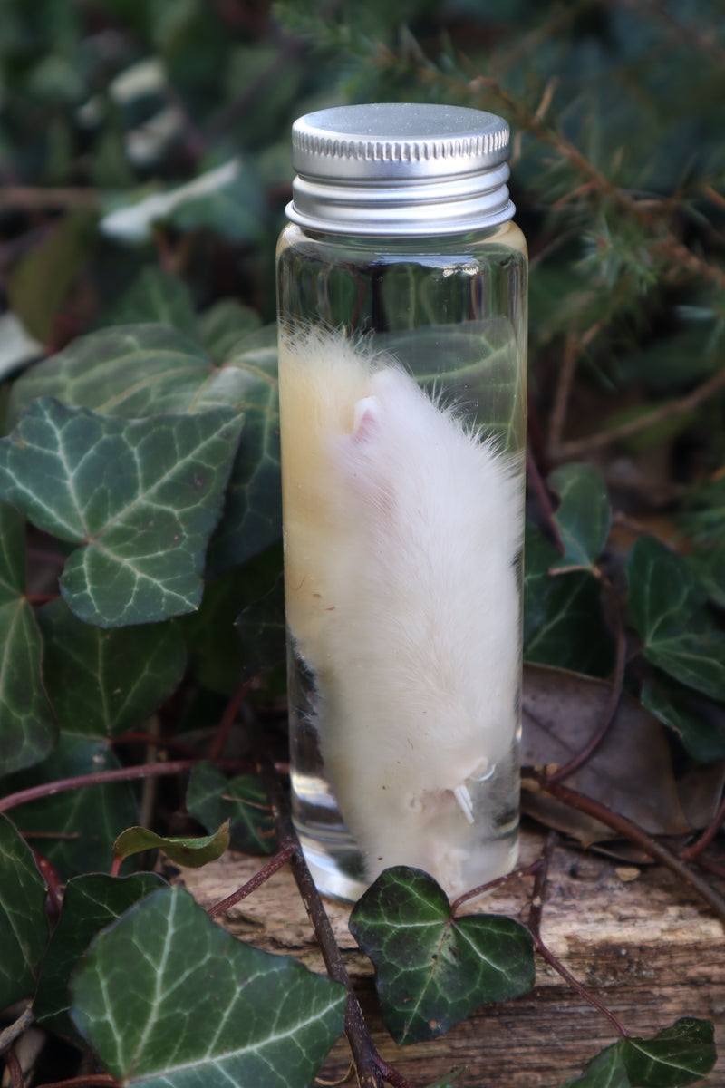 Make Rabbit Specimen Wet Specimen Rabbit Paw – Freyja's Forest
