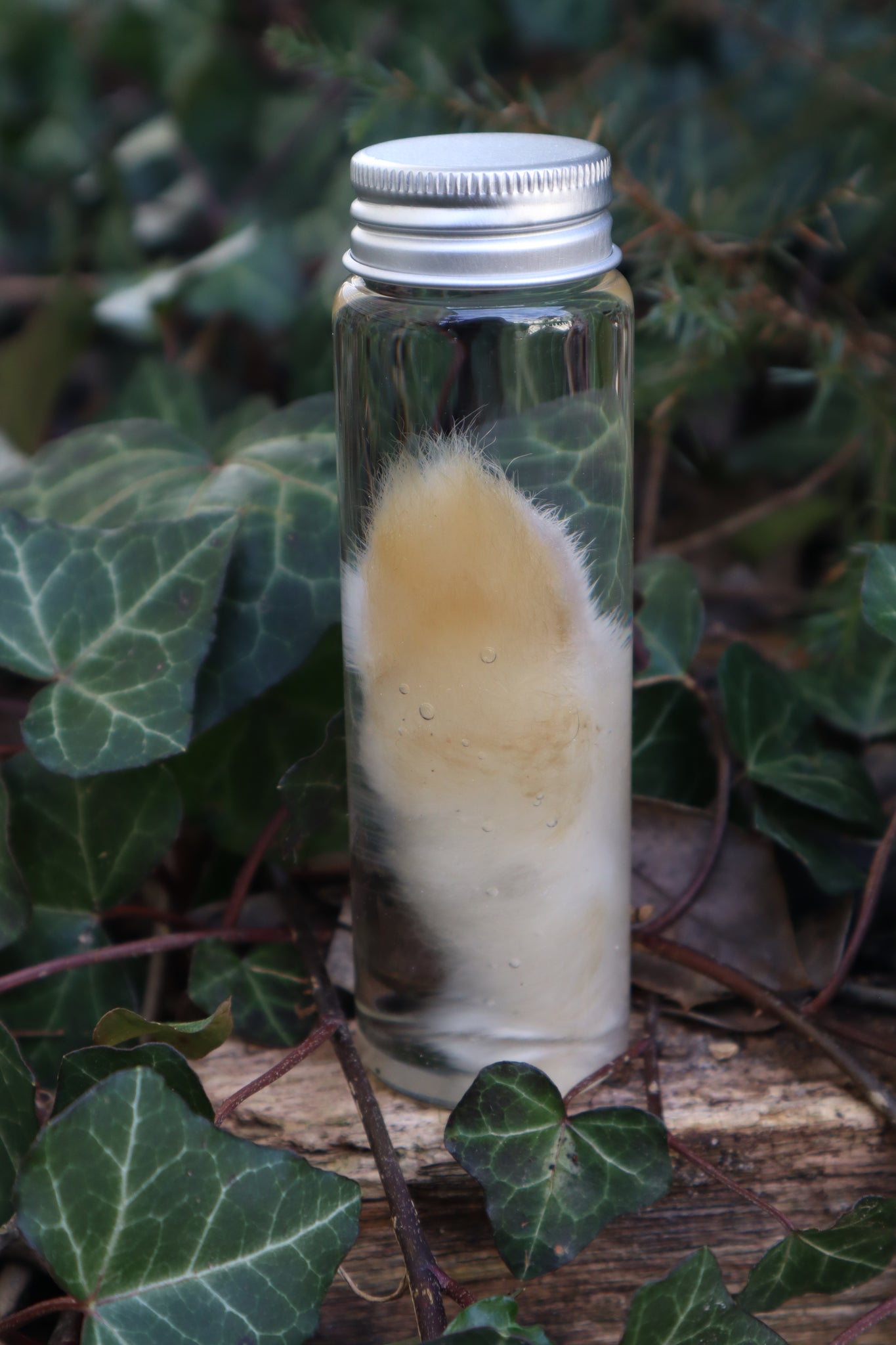 Wet Specimen Rabbit Paw