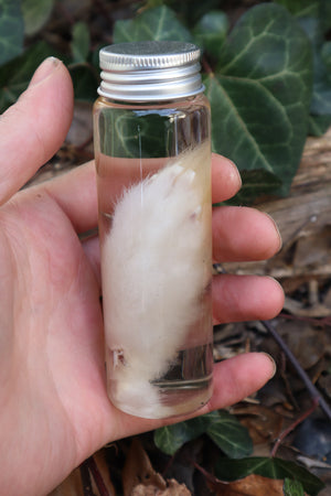 Wet Specimen Rabbit Paw