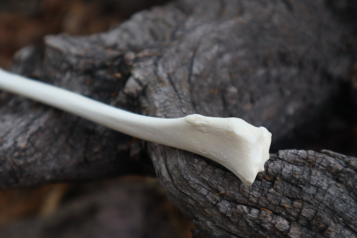 Red Fox Bone Calligraphy Pen