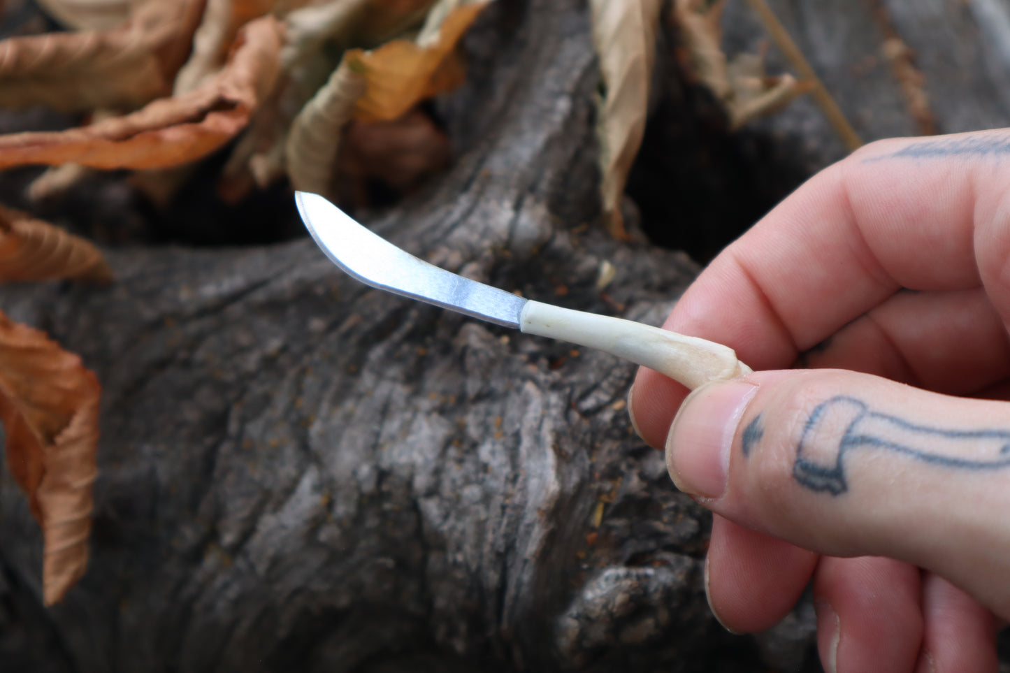 Kitten Humerus Knife