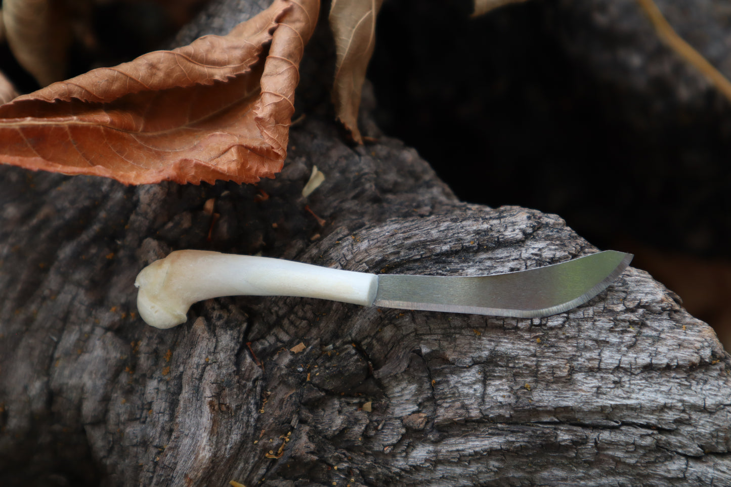 Kitten Humerus Knife