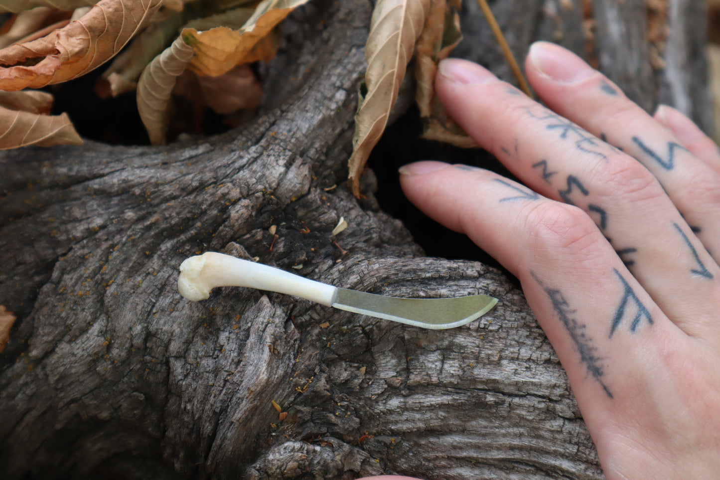 Kitten Humerus Knife