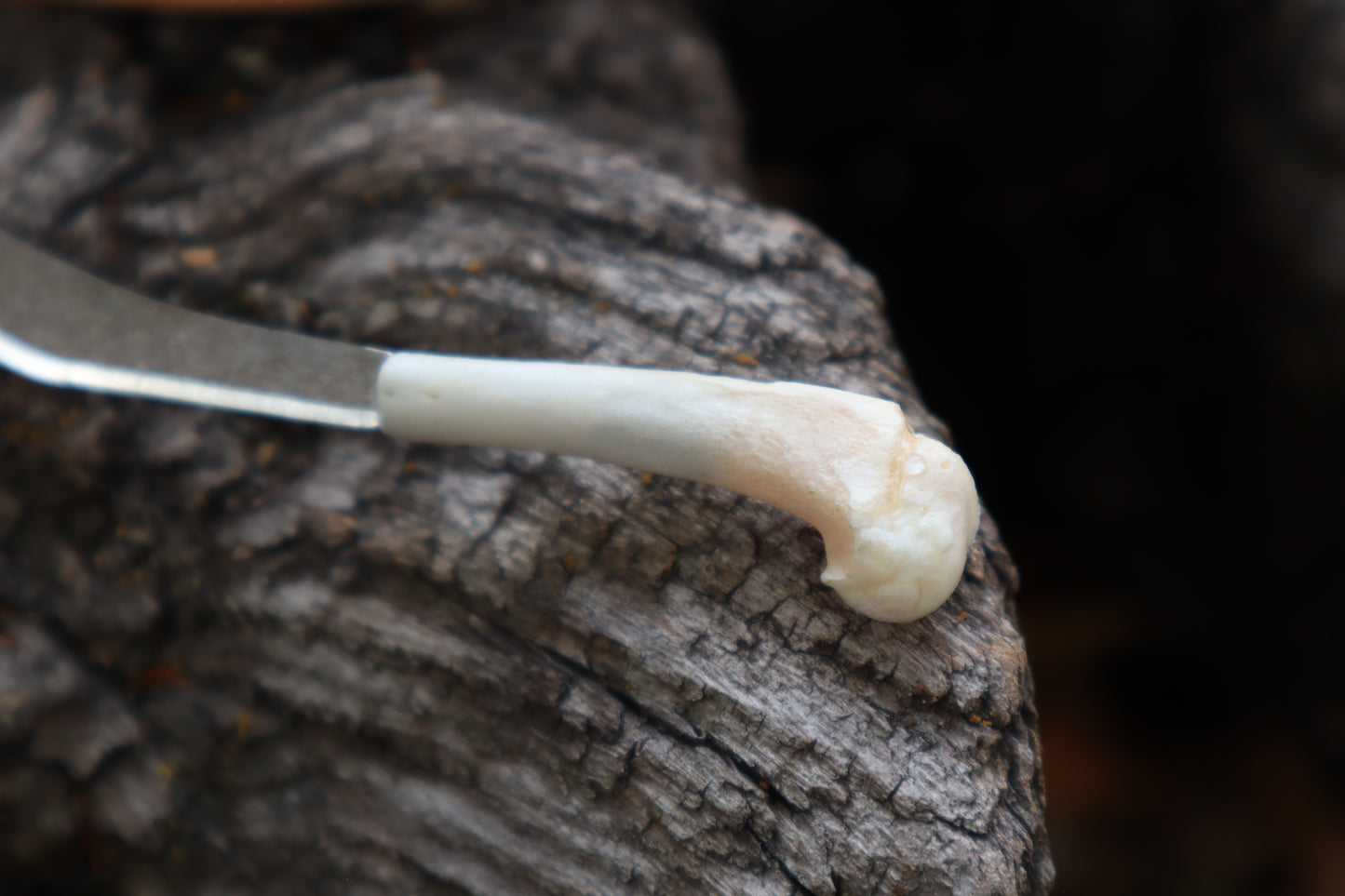 Kitten Humerus Knife