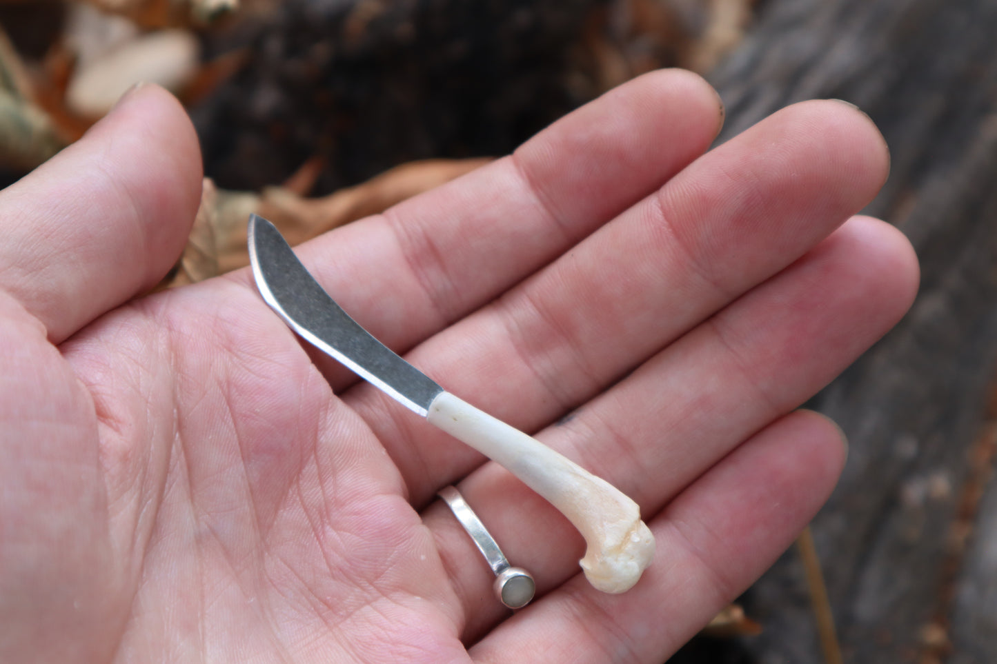 Kitten Humerus Knife
