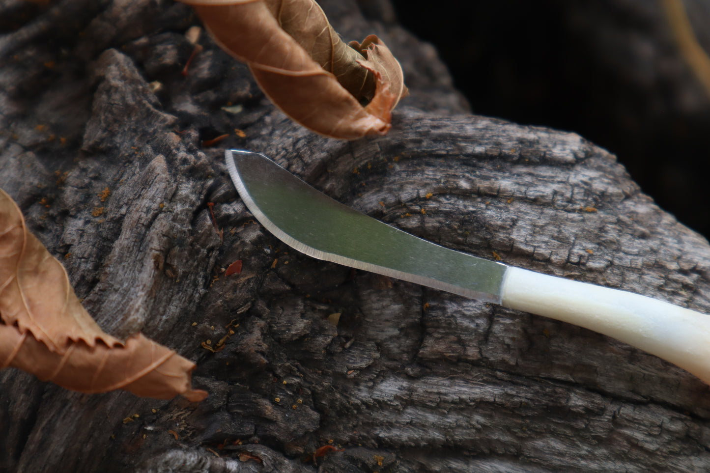 Kitten Humerus Knife