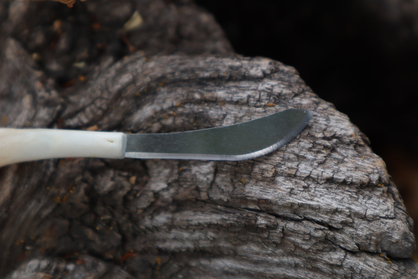 Kitten Humerus Knife
