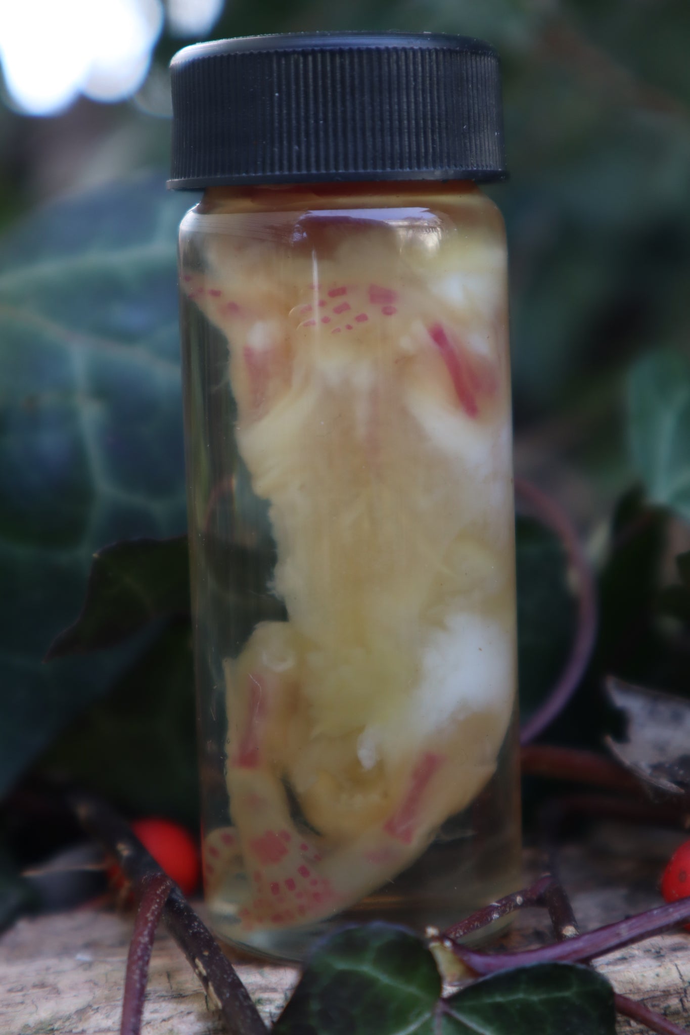 Diaphonized Snake Belly Rat