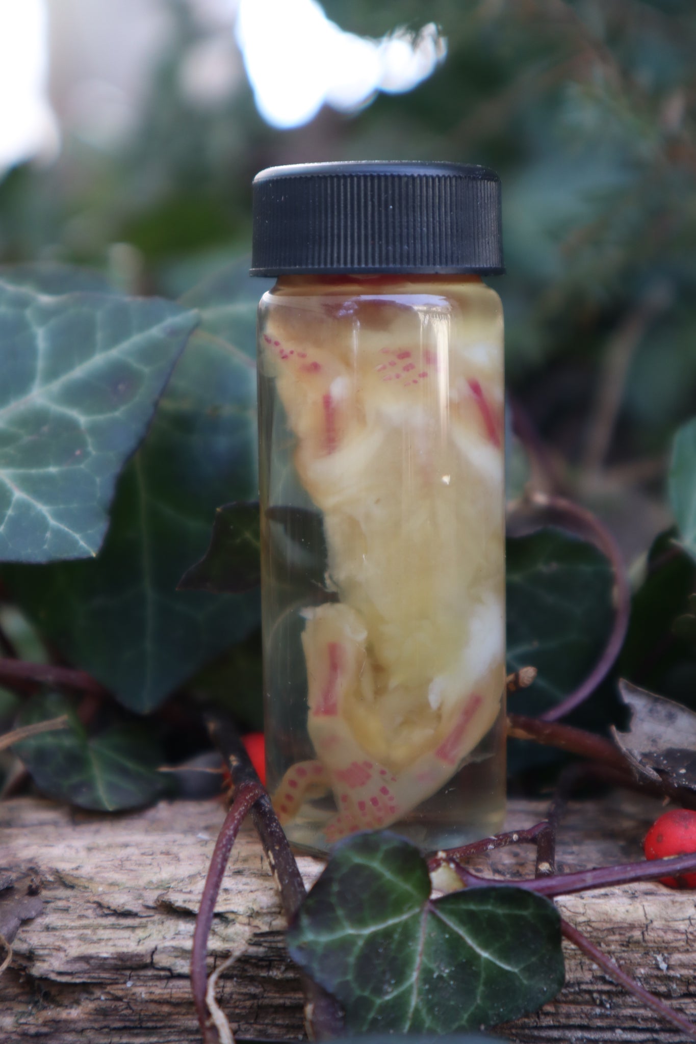 Diaphonized Snake Belly Rat